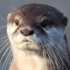 otter516
