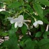 flower10_9