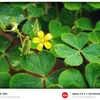‍‍ ‍‍ .📷🌤️🇻🇳