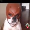 halloweeddeer