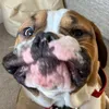 barry_bulldog