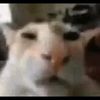 kucingsadboy98