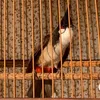 nguyenvantrong62