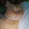cilopet_