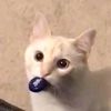 fidgetforfun_play