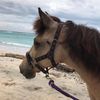 horses_of_gili