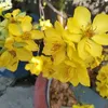 trucphuong1521985