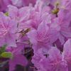azalea.boutique1