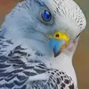 blueeyedfalcon_1984