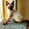 miley_blue_the_kitty
