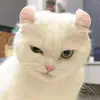 bordisa_