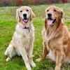goldenretrievermama_13