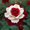 alialmaliky327