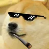 highdogge