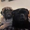 ozzyandsammythebug