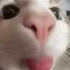 cuccuttroisonglamckenhe1