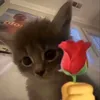 akidagreat24