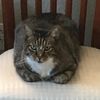 americancat76