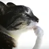 kokisute