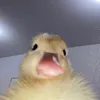 hepiyeuem