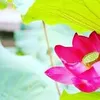 tung.nhip.an.yen