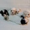 wuffelskennel