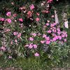 fatma_sahin_s