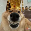 ngvietchinh