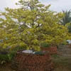baolam.kg