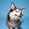 lunahuskycorgi