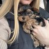 miya_yorkiie