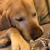 immuthedog