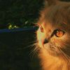 lola.lola709