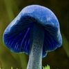 skybluemushrooms