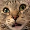 tabbycattv