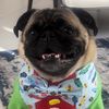 puggonewild