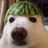 shounagonsei.dd