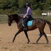 asm_equine