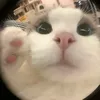 bong_ngao_21