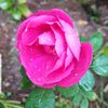 red..rose81