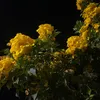 bno_htt