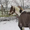 leas_ponyteam