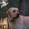 howtolabrador