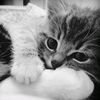 emerly_imupf