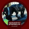 عبدالله المحامي
