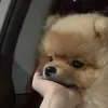 hiiuhoang