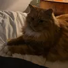 angela.graham40