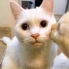 meobong507