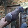 birddara213