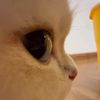 catslover809